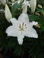 [4369 Queensland DJ No202.JPG]